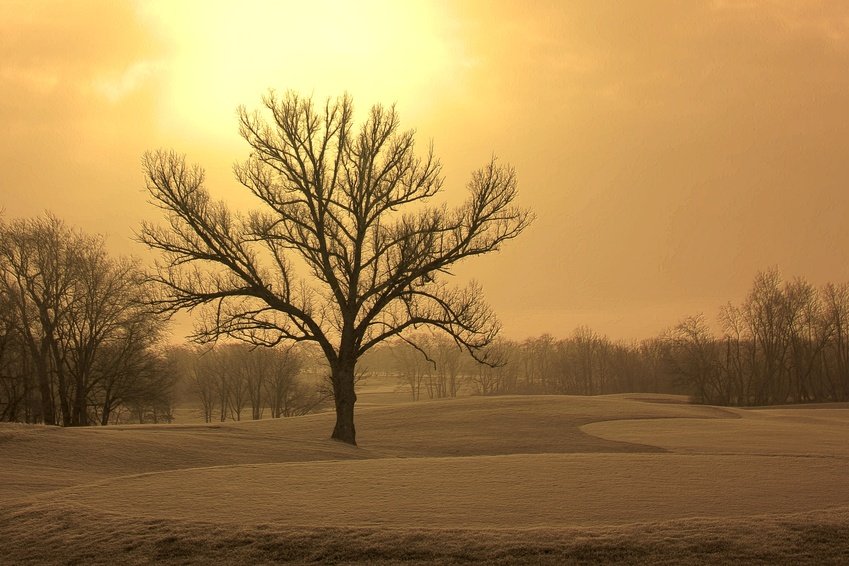 tree